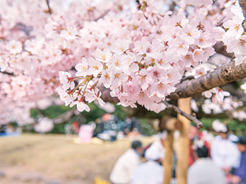 Three Choice Spots for Cherry Blossom Viewing Unique to Minato